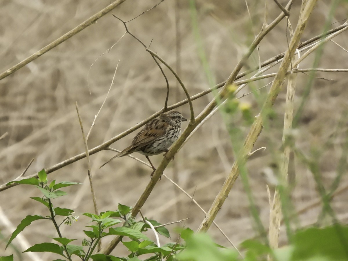 Song Sparrow - ML620320000