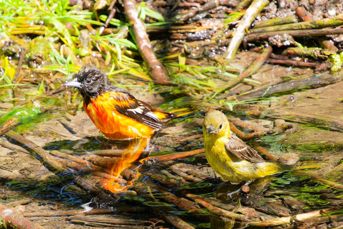 Oriole de Baltimore - ML620320002