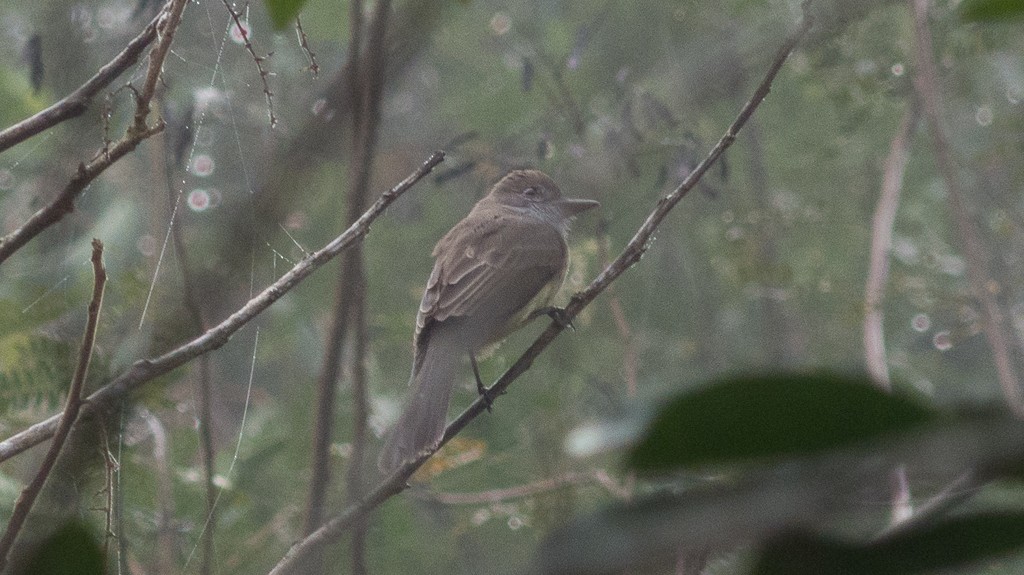 Short-crested Flycatcher - ML620320004