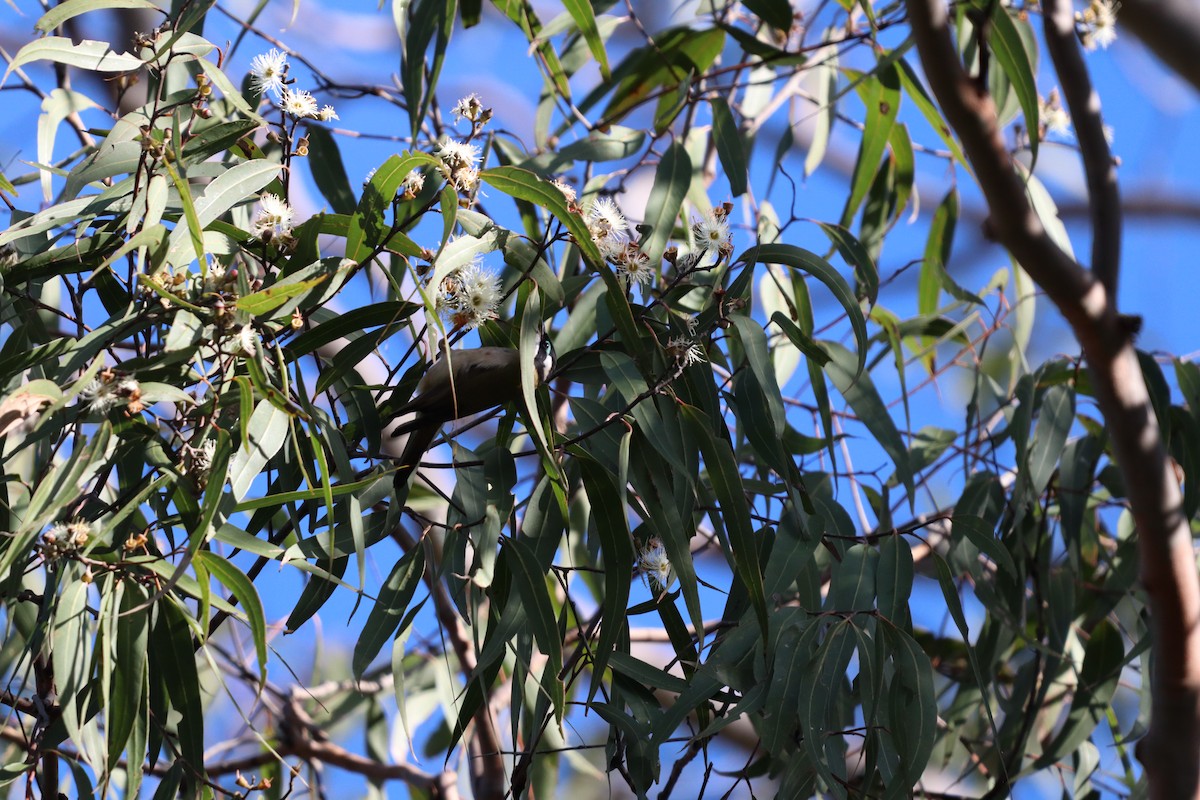 Black-chinned Honeyeater - ML620320016