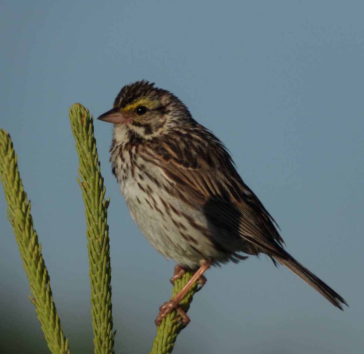 Savannah Sparrow - Walt Lutz