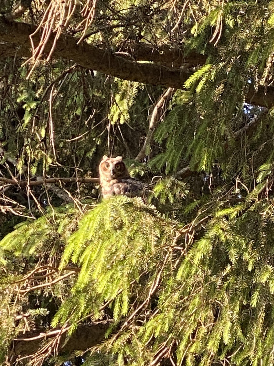 Great Horned Owl - ML620320029