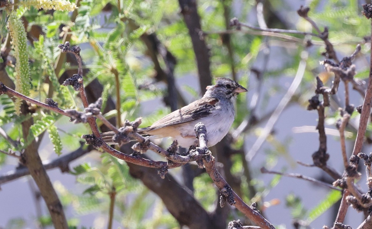 Rufous-winged Sparrow - ML620320038