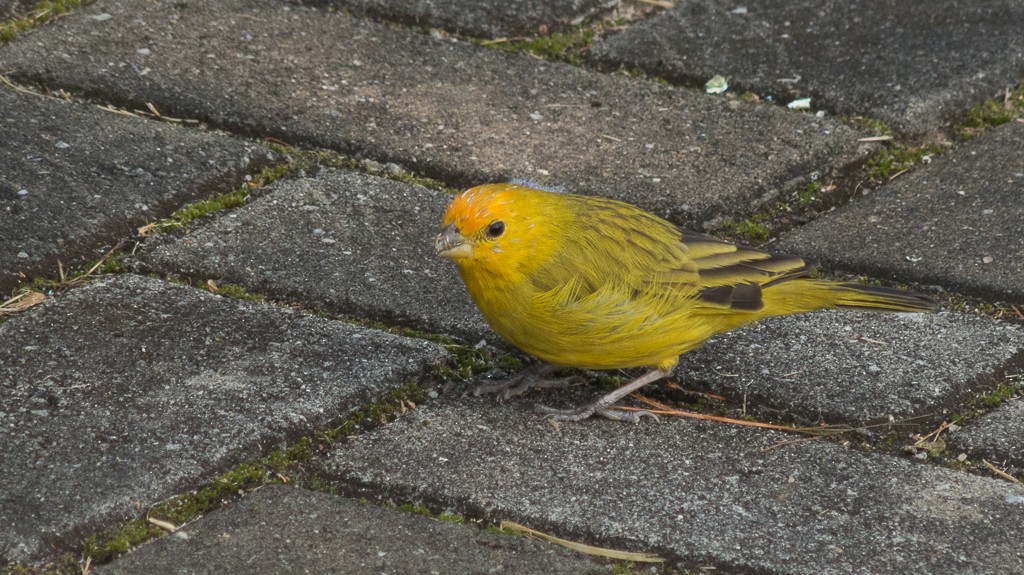 Saffron Finch - ML620320054