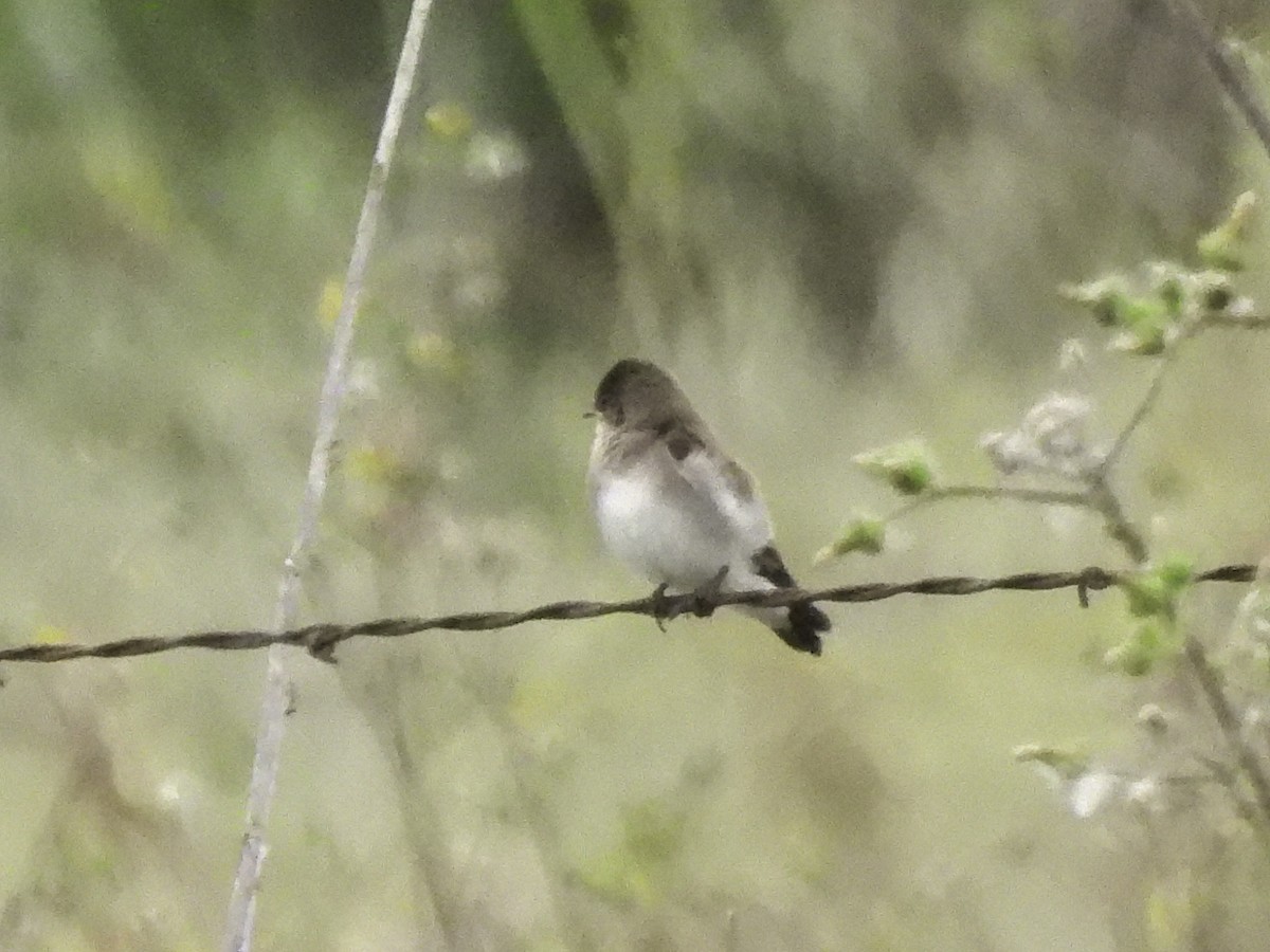 Northern Rough-winged Swallow - ML620320090
