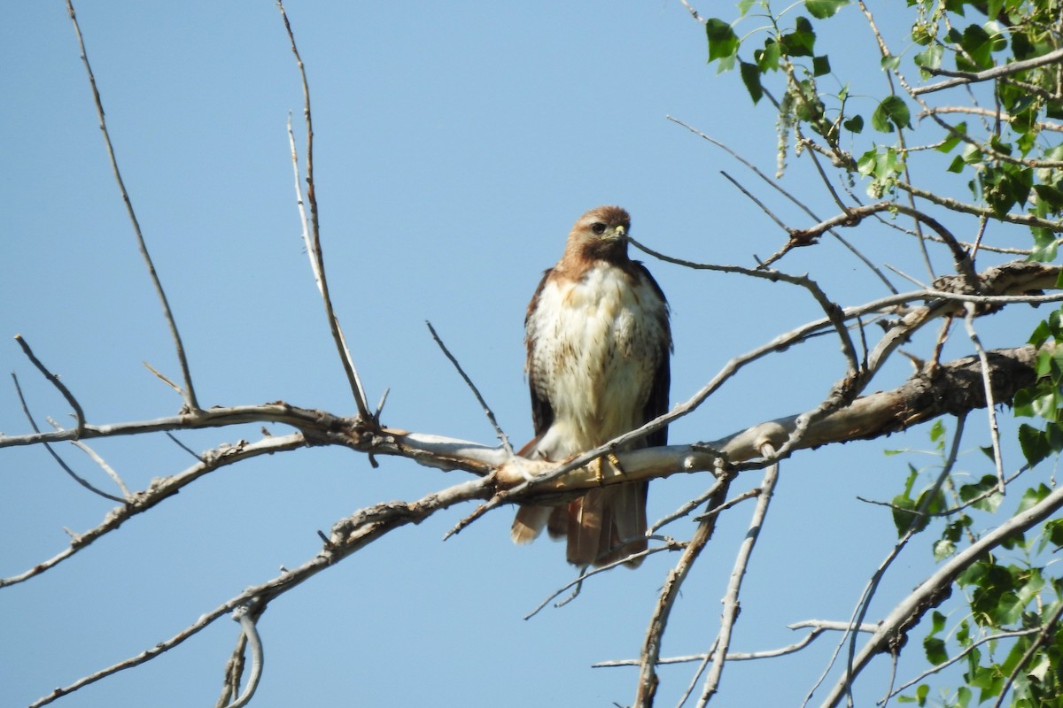 Red-tailed Hawk - ML620320101