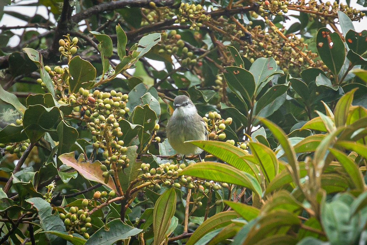 White-throated Tyrannulet - ML620320108