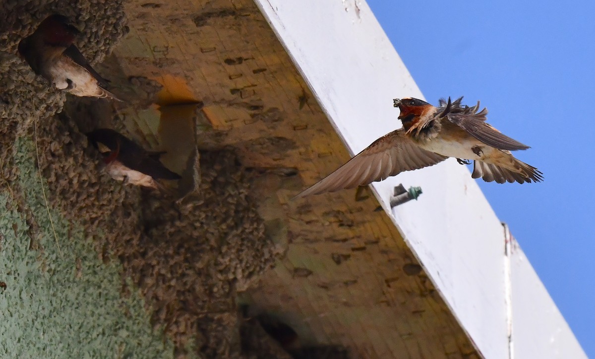 Cliff Swallow - ML620320112