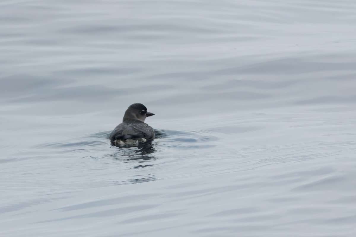 Cassin's Auklet - ML620320116