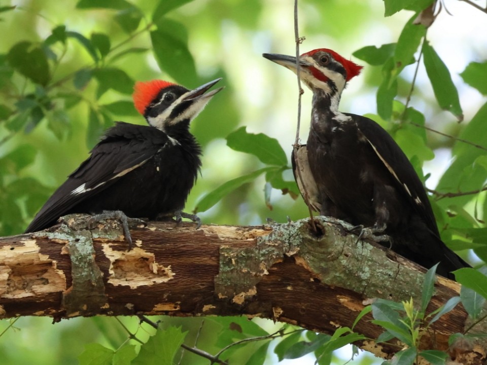 Pileated Woodpecker - ML620320122