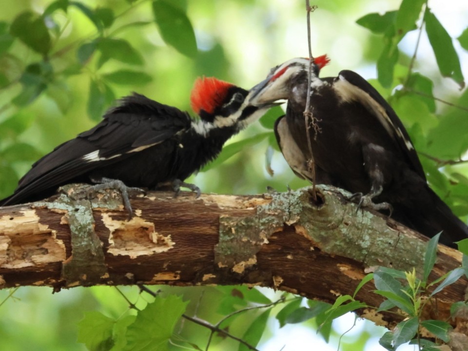 Pileated Woodpecker - ML620320123