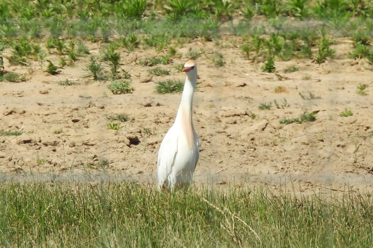 Héron garde-boeufs - ML620320125