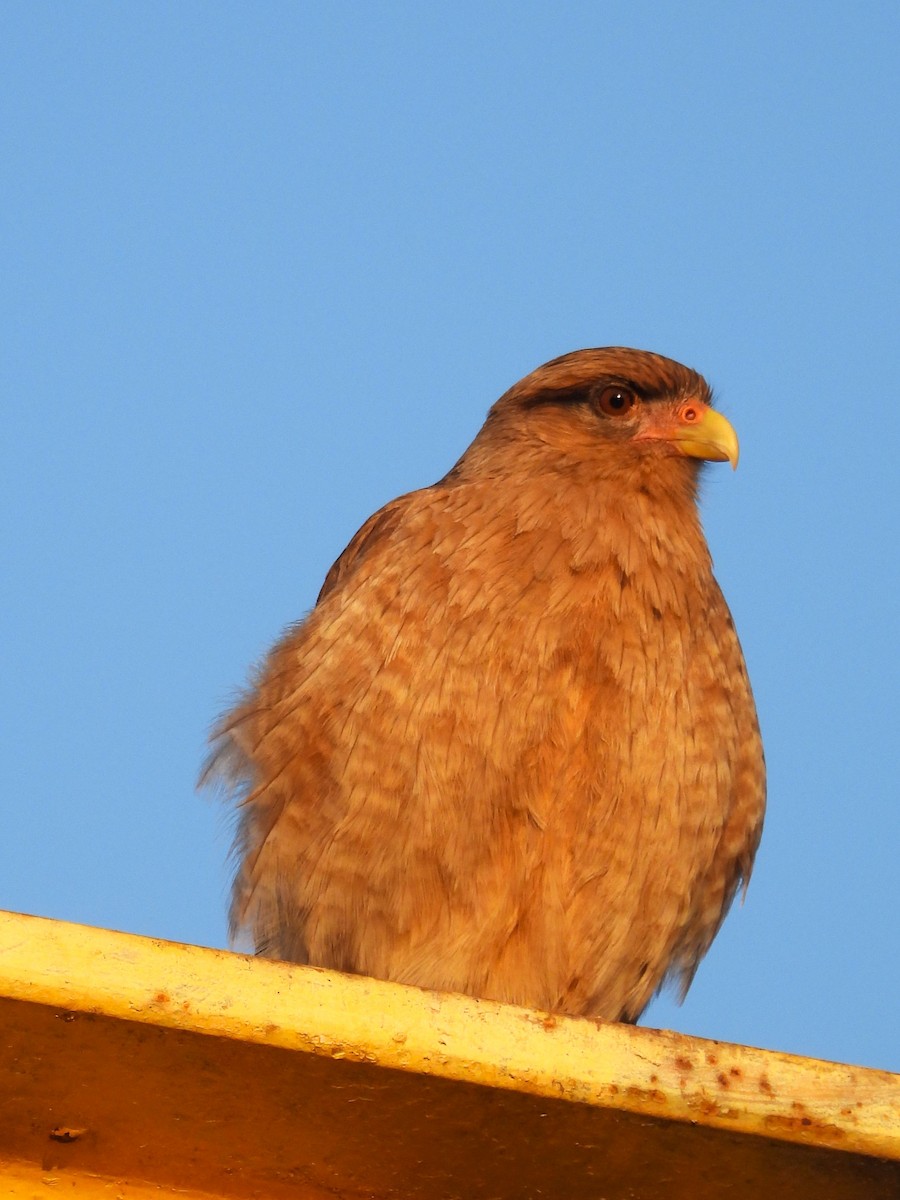 Chimango Caracara - ML620320126