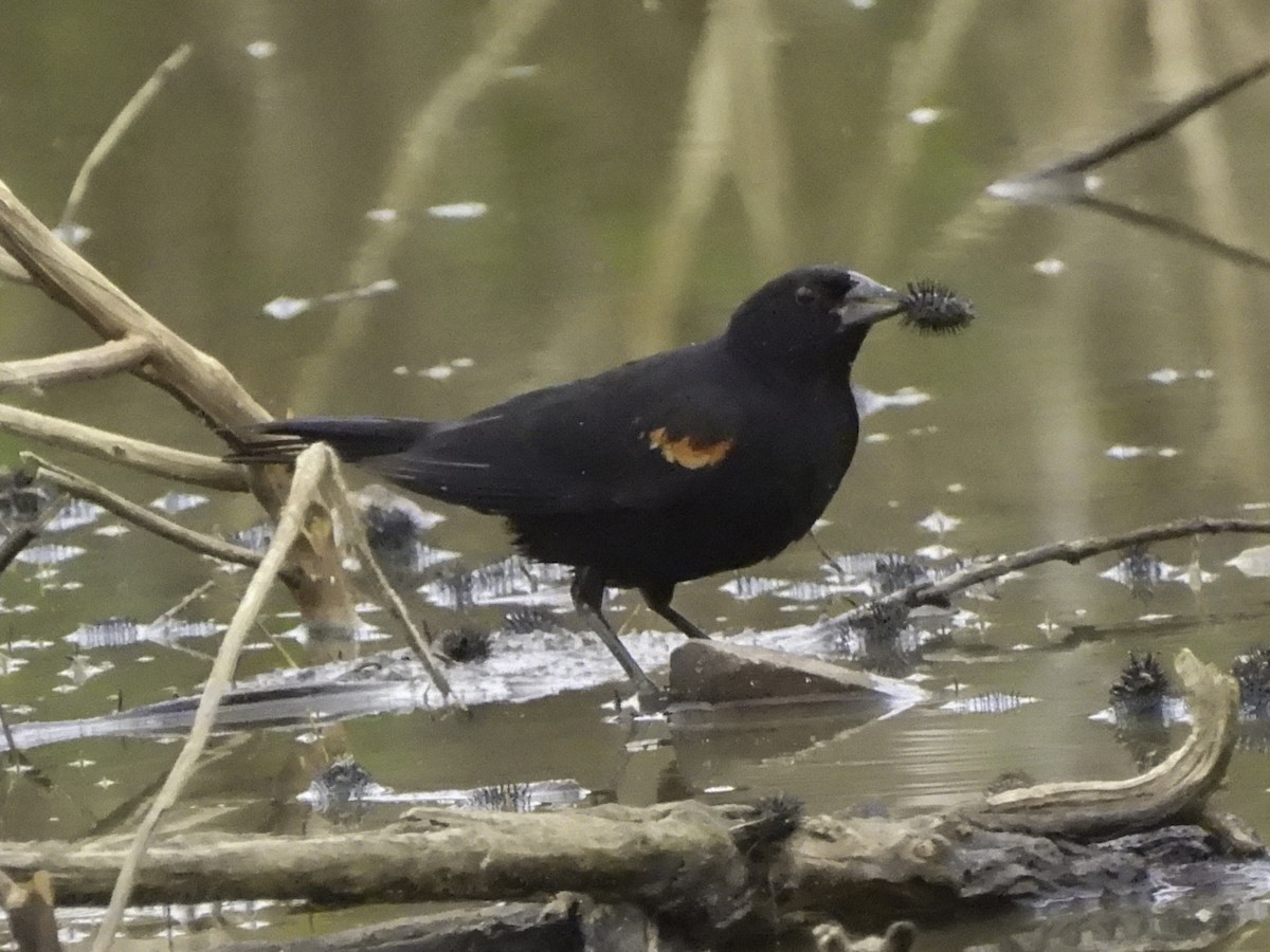 Red-winged Blackbird - ML620320127