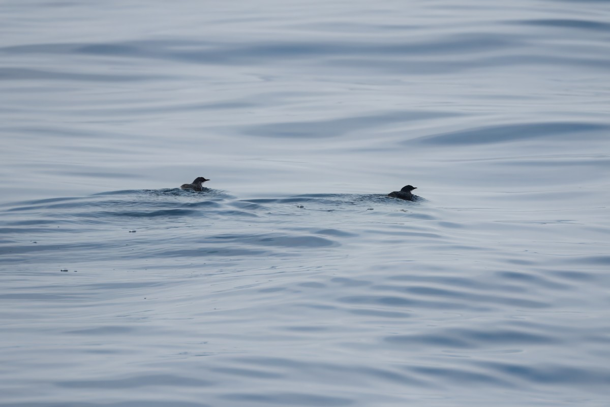 Craveri's Murrelet - ML620320130