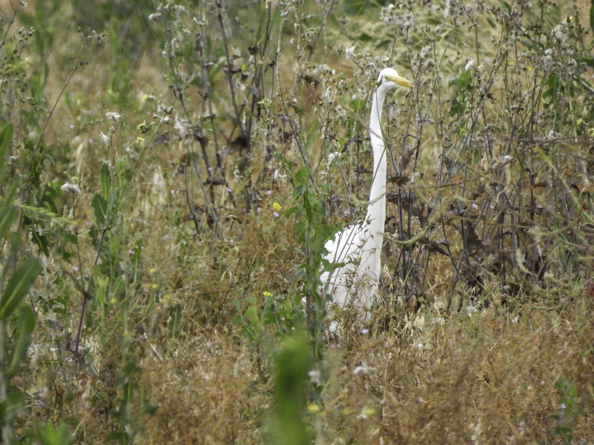 Great Egret - ML620320132