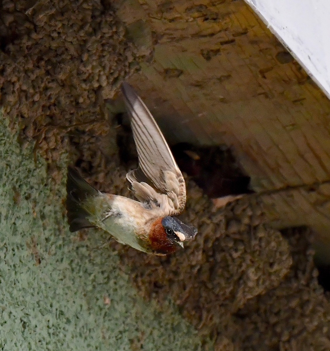 Cliff Swallow - ML620320137