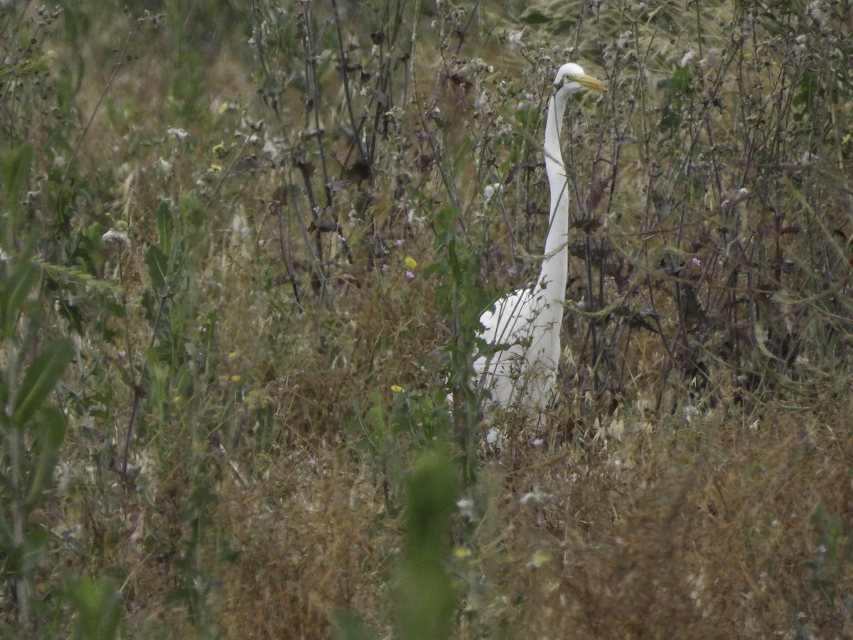 Great Egret - ML620320138