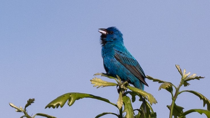 Indigo Bunting - ML620320139