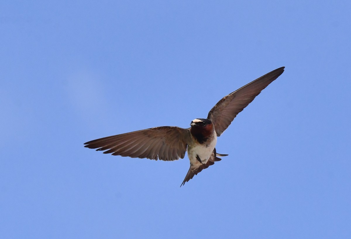 Hirondelle à front blanc - ML620320141