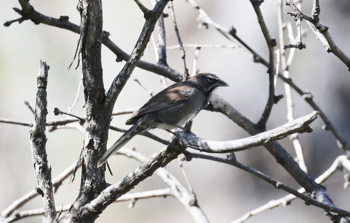 Five-striped Sparrow - ML620320170