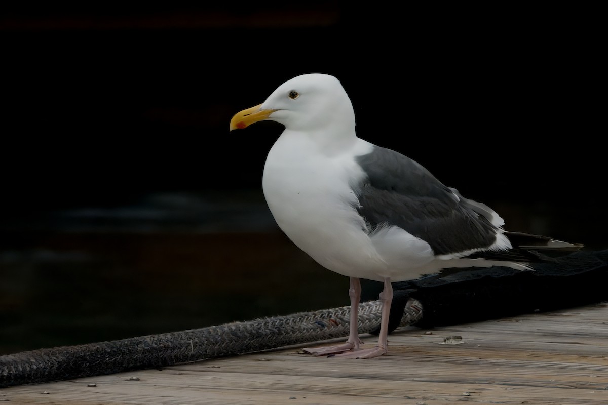 Western Gull - ML620320172