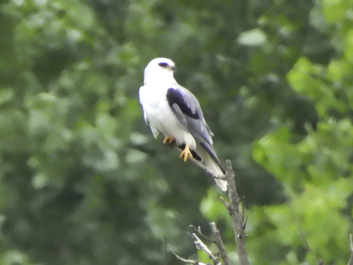 White-tailed Kite - ML620320173