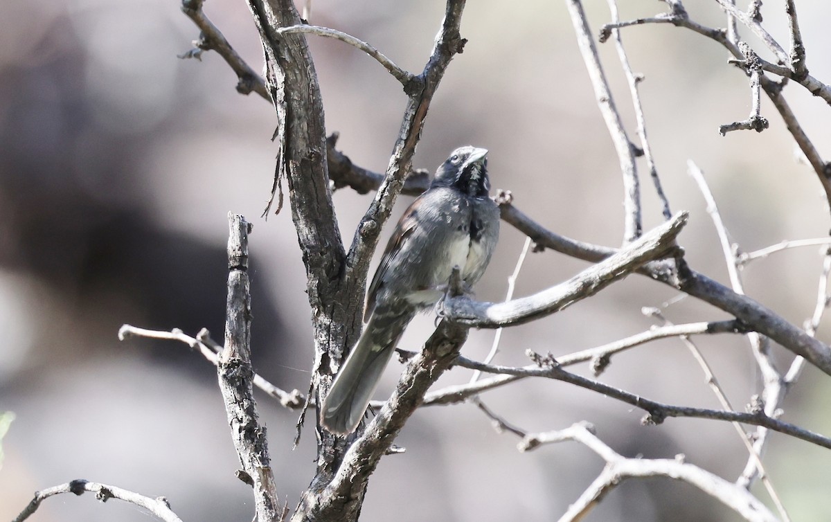 Five-striped Sparrow - ML620320175