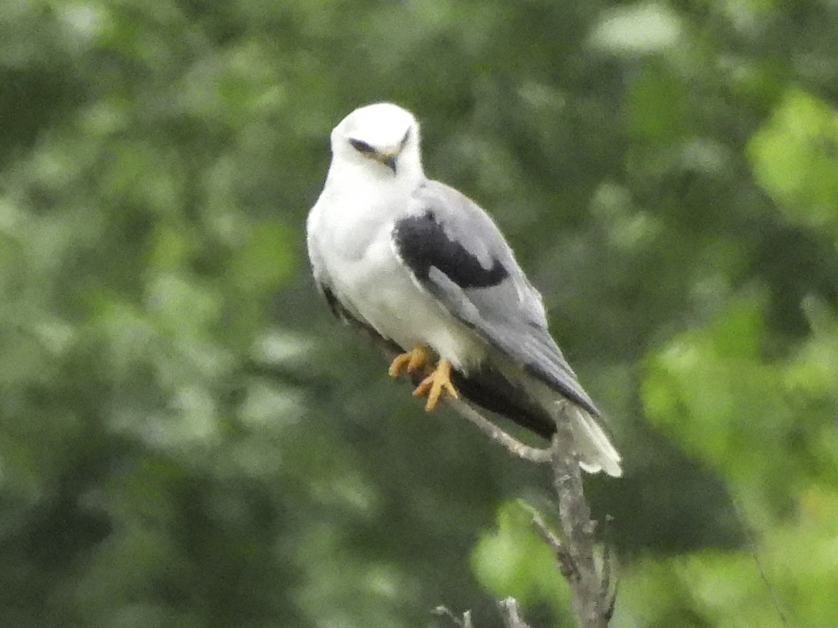 White-tailed Kite - ML620320182