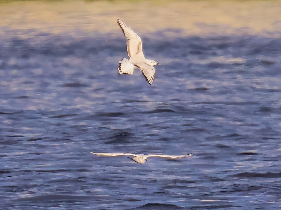 Bonaparte's Gull - ML620320183