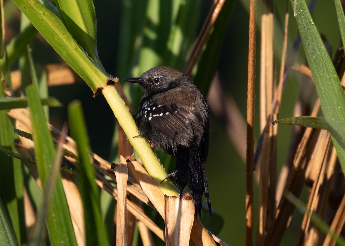 Marsh Antwren (Sao Paulo) - ML620320187