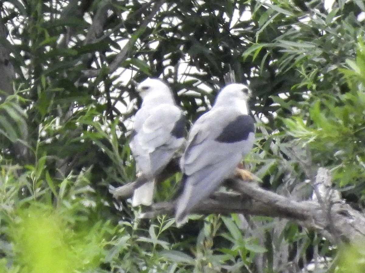 White-tailed Kite - ML620320188