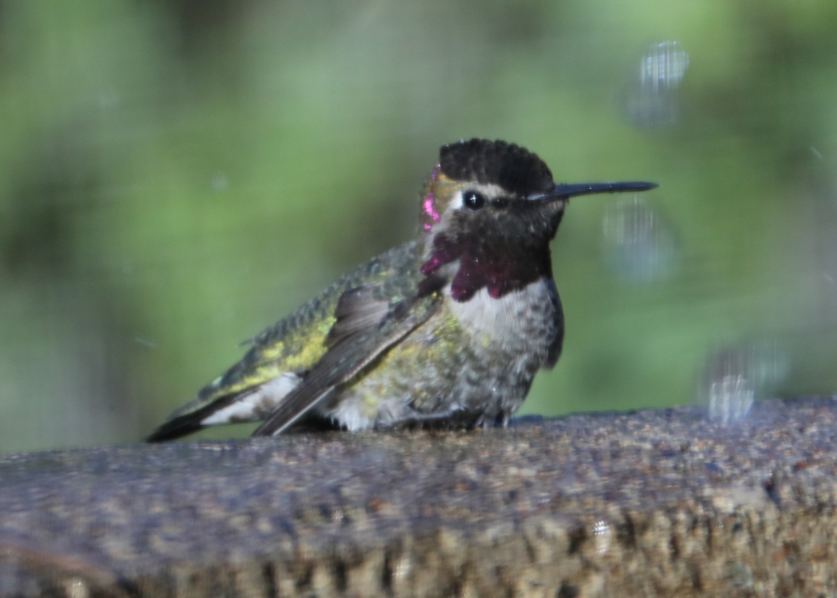 Anna's Hummingbird - ML620320205