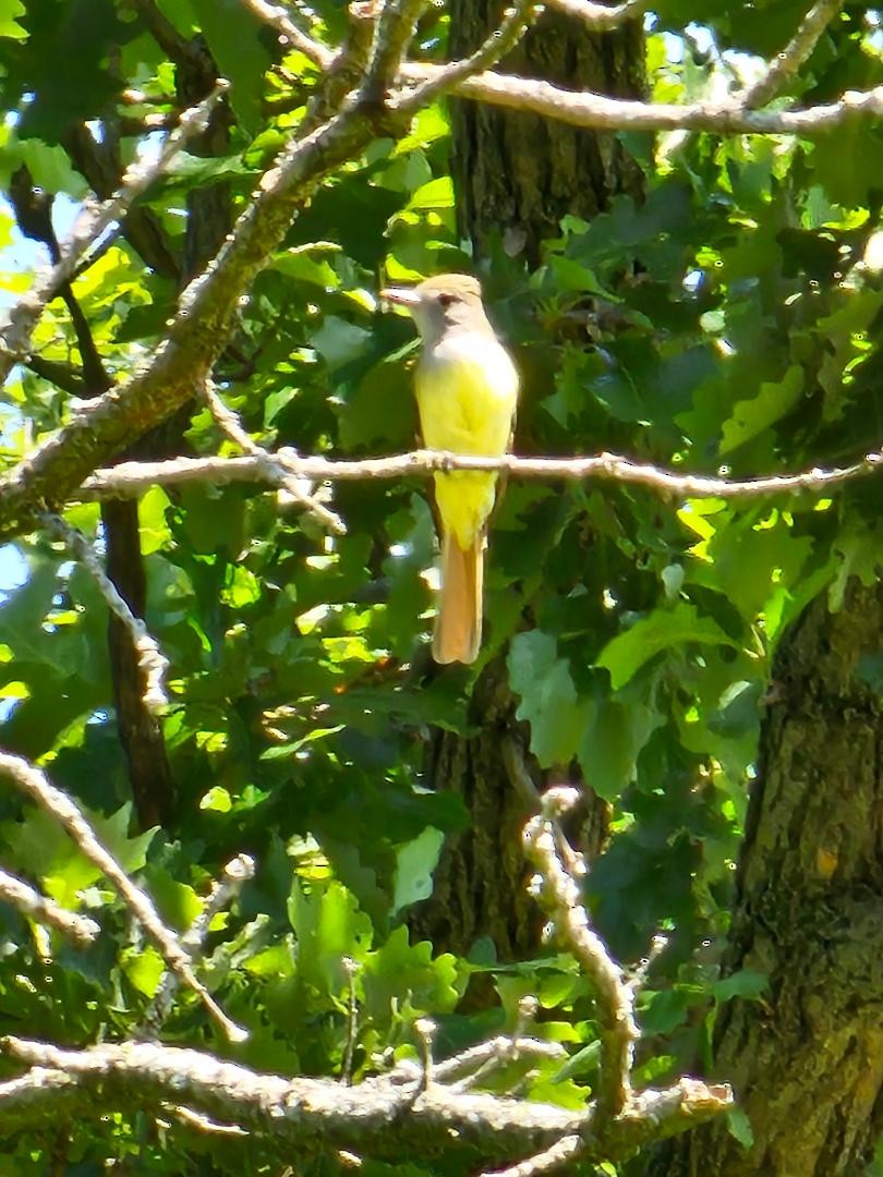 Great Crested Flycatcher - ML620320206