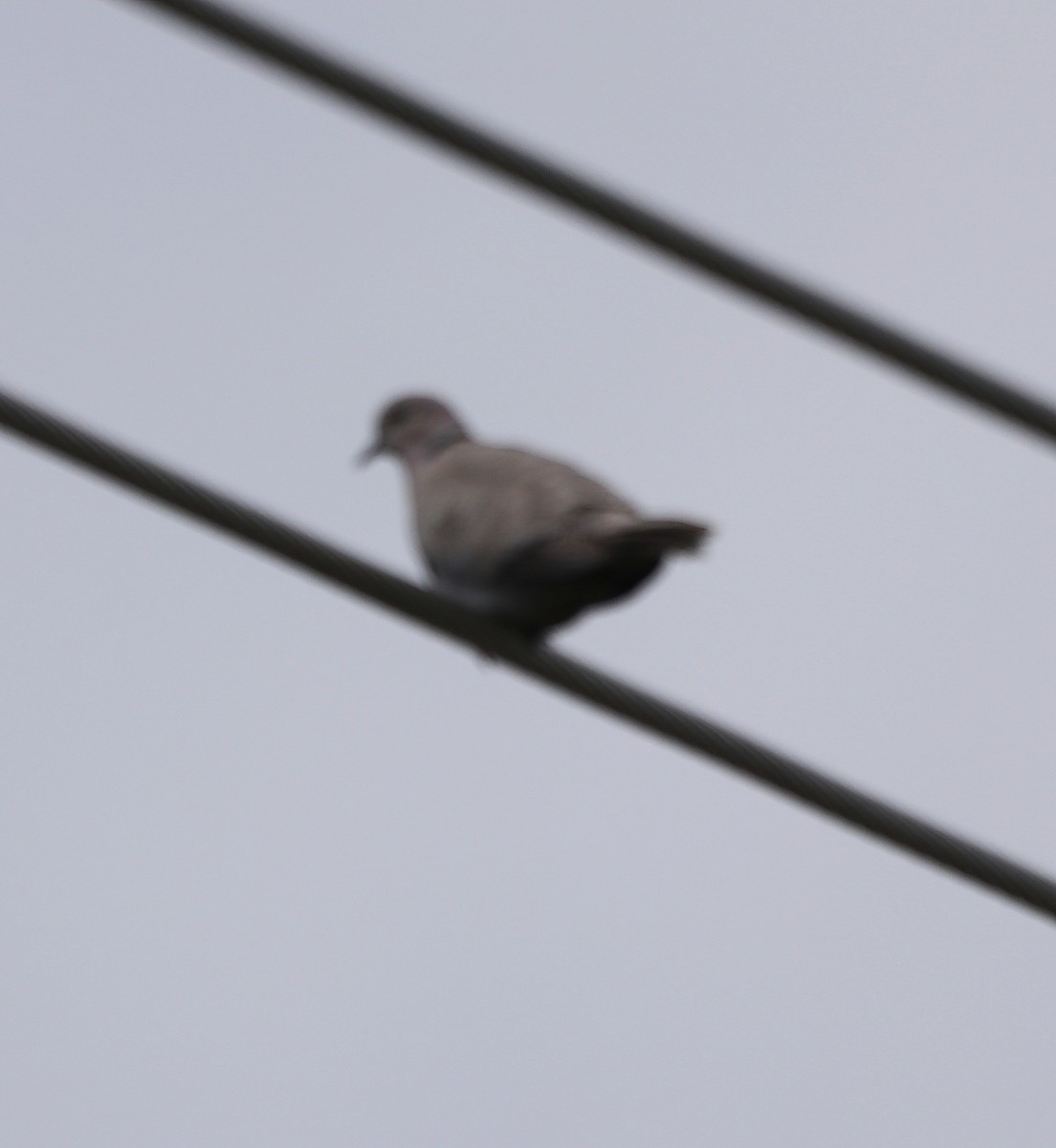 Eurasian Collared-Dove - ML620320208