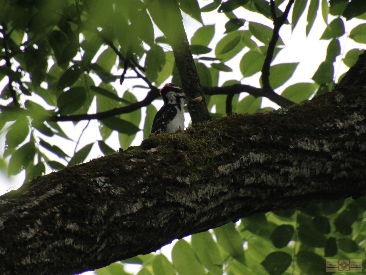 Hairy Woodpecker - ML620320211