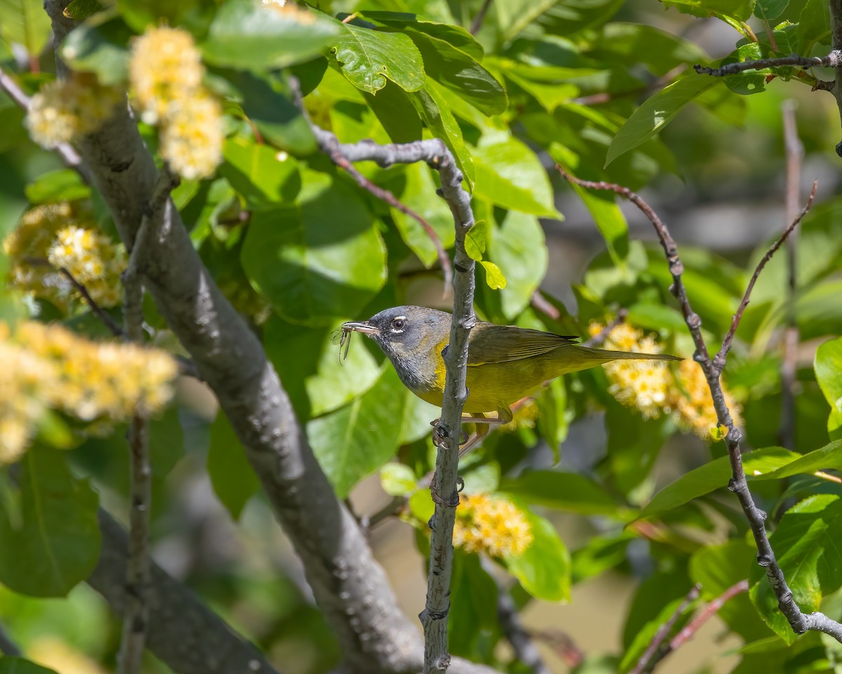 MacGillivray's Warbler - ML620320213