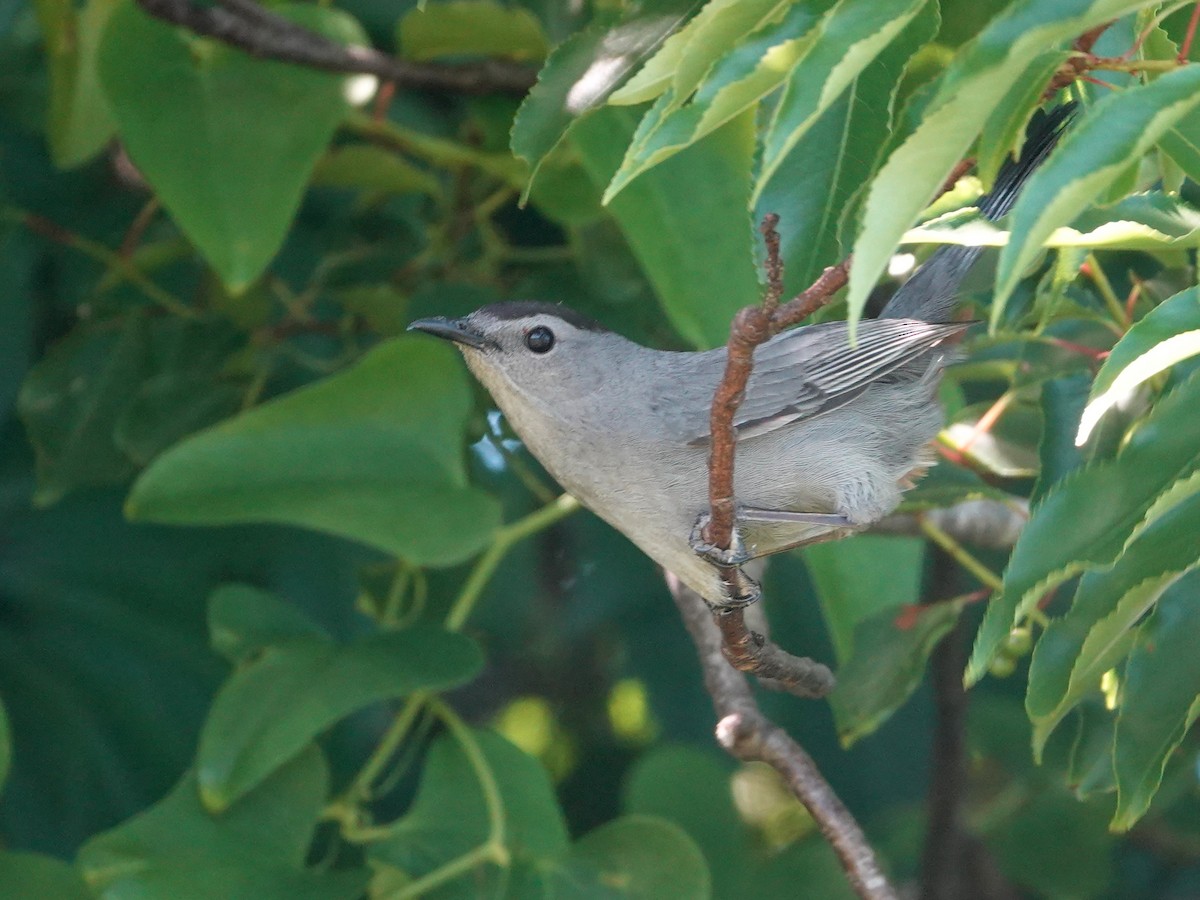 Gray Catbird - ML620320217