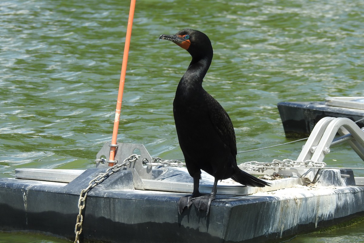 Double-crested Cormorant - ML620320219