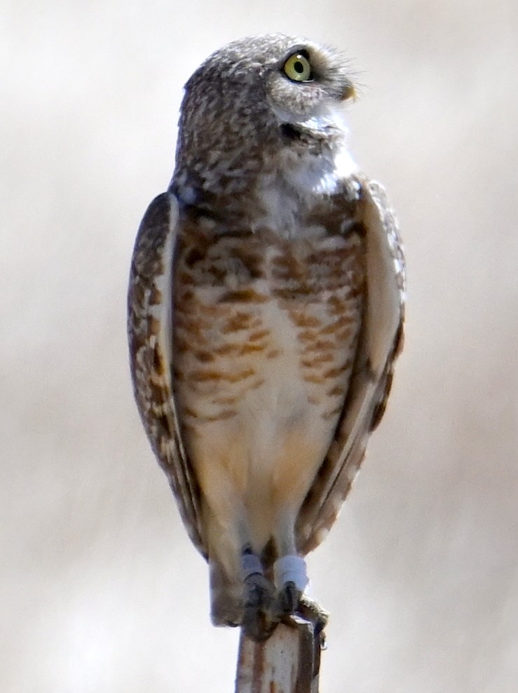 Burrowing Owl - ML620320226