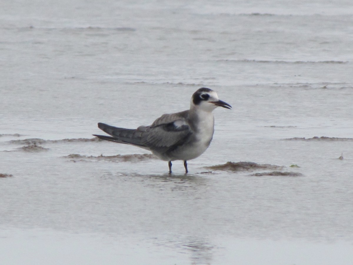 Black Tern - ML620320228