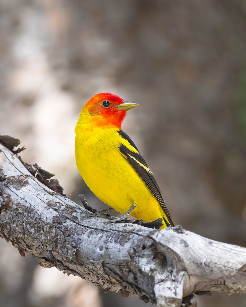 Western Tanager - ML620320230