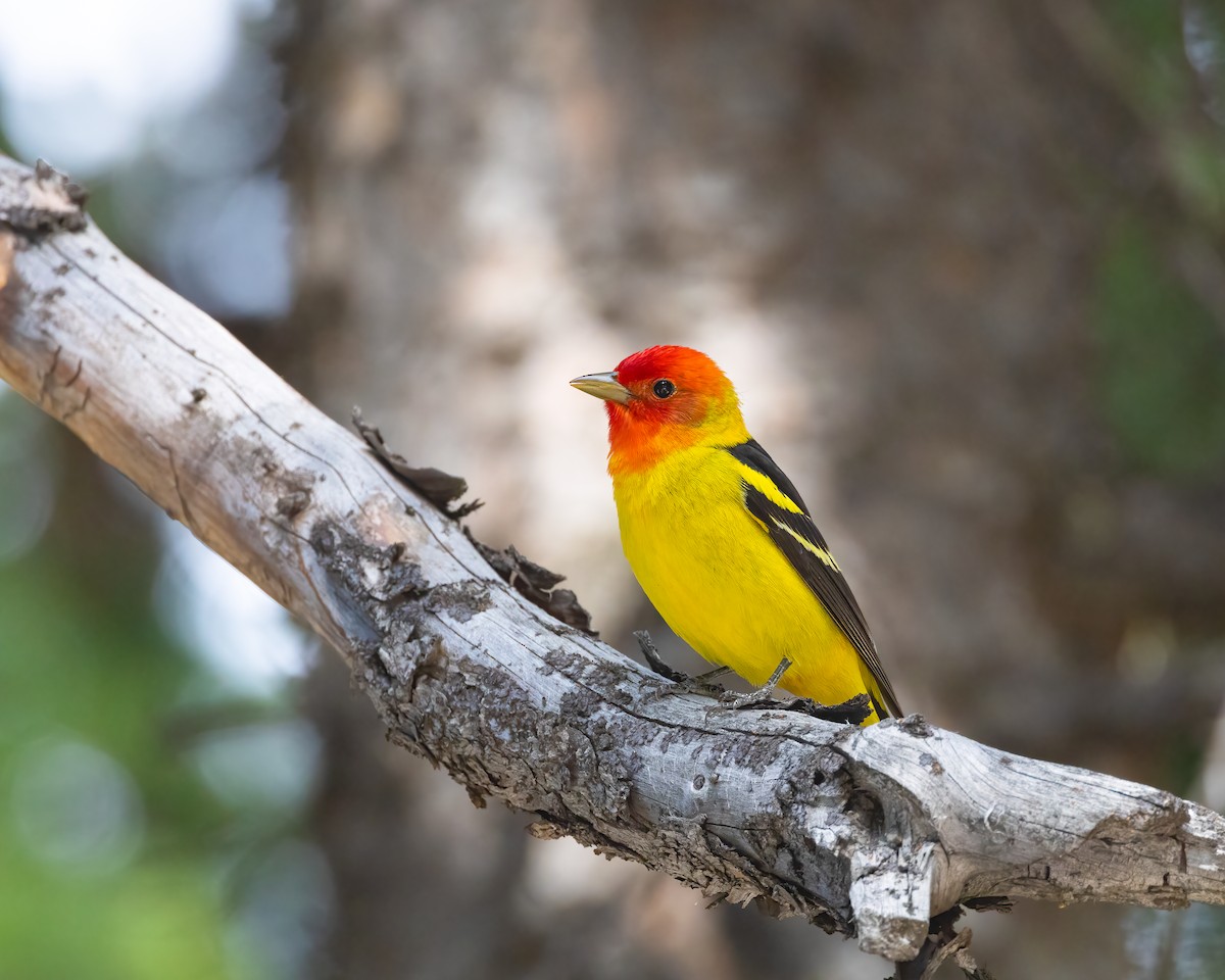 Western Tanager - ML620320231