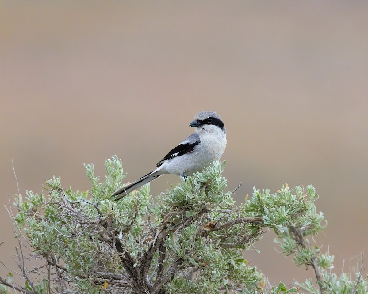 Loggerhead Shrike - ML620320237