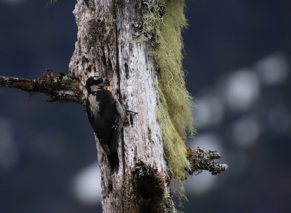 Hairy Woodpecker (Pacific) - ML620320238