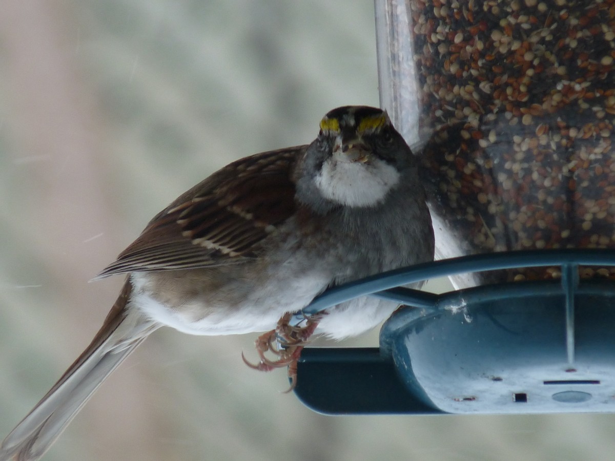 White-throated Sparrow - ML620320240