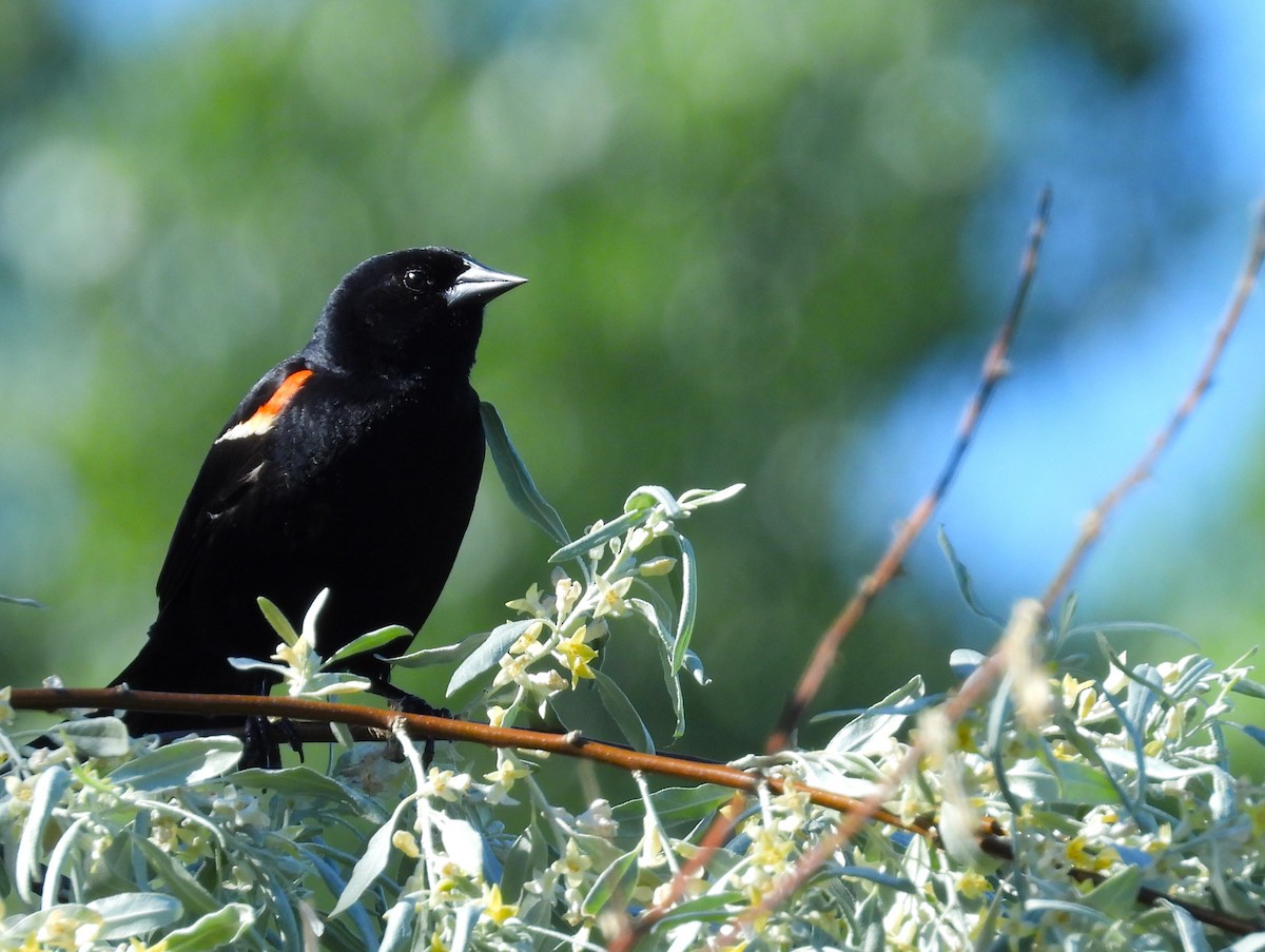 Red-winged Blackbird - ML620320241