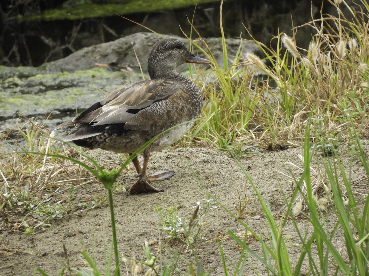 Gadwall - ML620320251