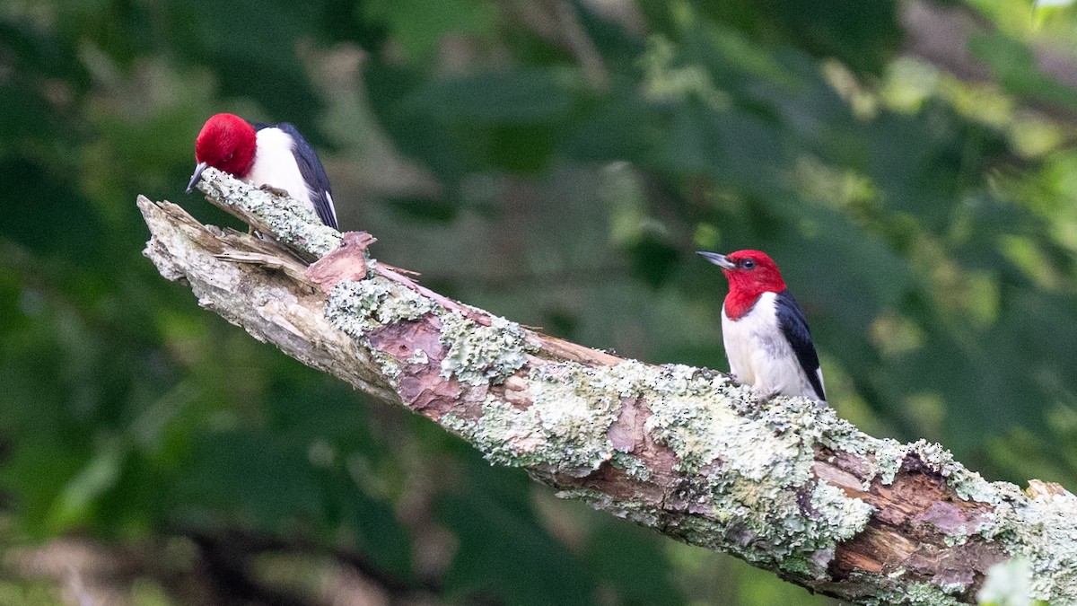 Red-headed Woodpecker - ML620320263