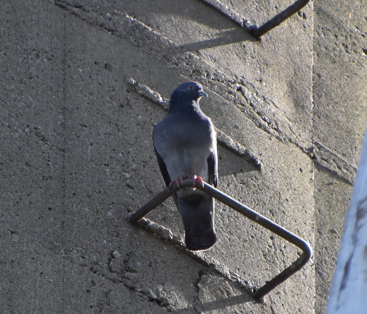Rock Pigeon (Feral Pigeon) - ML620320272